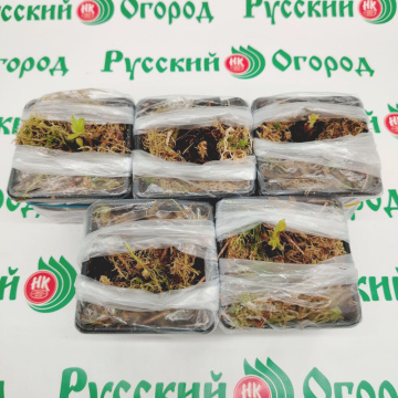 Стандарт поставки 1 Земляника Альбион