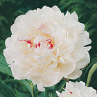 Пион травянистый Фестива Максима