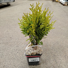 Туя шаровидная Мириам