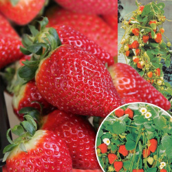 Jahodová královna Viktorie