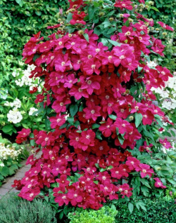 Clematis Ernest Markham