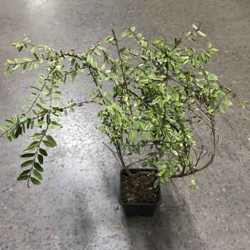 Стандарт поставки 2 Жимолость блестящая Лемон бьюти