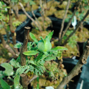 Стандарт поставки 6 Пион древовидный Король Цветов