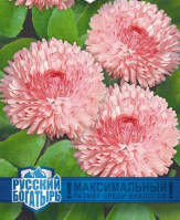 Маргаритка Пышка (Фрау) персиковая - купить с доставкой