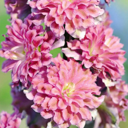 Delphinium Flamenco