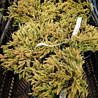 Туя западная Голден Таффет (горшок 2л)