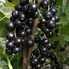 Смородина Бен Тибен черная