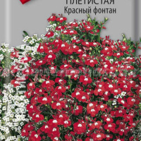 Лобелия плетистая Красный  фонтан  - купить с доставкой