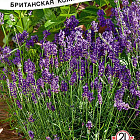 Ярко-фиолетовый