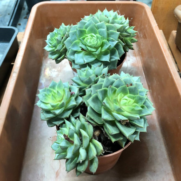 Стандарт поставки 2 Эхеверия Фабиола, D-9