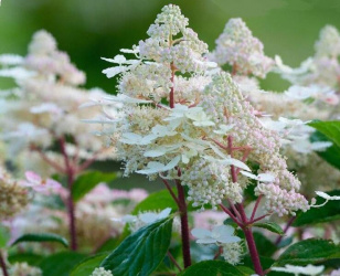 Hydrangea paniculata Early Harry