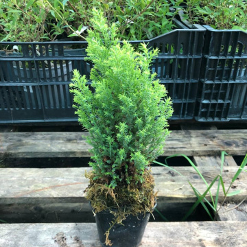 Стандарт поставки 3 Кипарисовик Лавсона Элвудс Голд