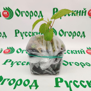 Стандарт поставки 3 Актинидия коломикта Вафельная