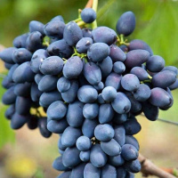 Виноград Надежда АЗОС - купить с доставкой