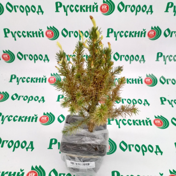 Стандарт поставки 3 Ель канадская Коника