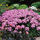 Флокс метельчатый Лаура 