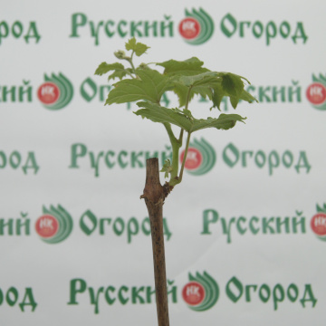 Стандарт поставки 3 Виноград Рембо