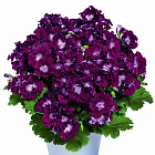 Пеларгония крупноцветковая Мелва Бургунди