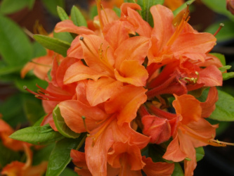 Azalea Mandarin Lights