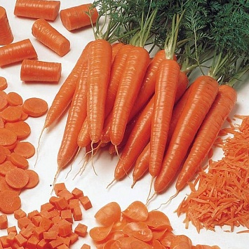 Морковь: болезни и вредители
