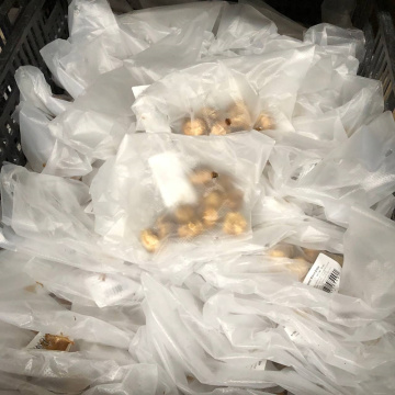 Стандарт поставки 3 Крокус Жанна Дарк