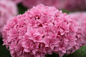 Hydrangea macrophylla Romance
