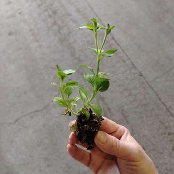 Стандарт поставки 4 Петуния Тумбелина Диана