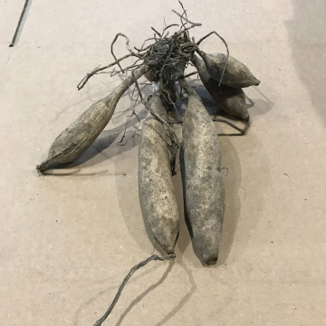 Стандарт поставки 1 Георгина Надя Рут