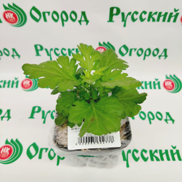 Стандарт поставки 2 Хризантема Сплендид