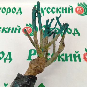 Стандарт поставки 5 Роза Акварель
