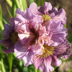 Iris sibiřský šílený klobouk