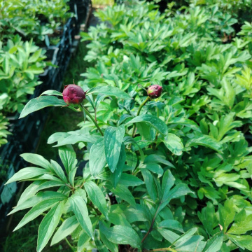 Стандарт поставки 12 Пион молочноцветковый Честин Гуди