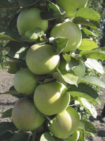Яблоня колоновидная Малюха (горшок 7л) - купить с доставкой