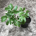 Пион травянистый Аромат Эдема (Эденс Парфюм)