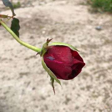 Стандарт поставки 3 Роза Литтл Буккаро