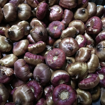 Стандарт поставки 2 Гладиолус И вновь Малика