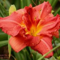 Hemerocallis Garlands for Judy - купить с доставкой
