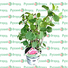 Гортензия древовидная Пинк Аннабель (горшок 3л)