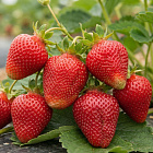 Земляника Азия