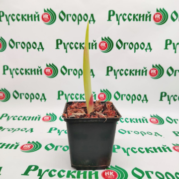 Стандарт поставки 12 Гладиолусы в ассортименте (горшок Р9)