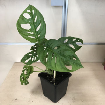 Стандарт поставки 5 Монстера Манки Мэск, D-12