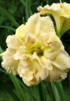 Hemerocallis Cappuccino Cream - купить с доставкой