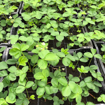 Стандарт поставки 2 Земляника Альба