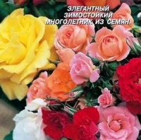 Роза полиантовая - купить с доставкой