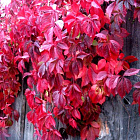 Партеноциссус Пятилисточковый (девичий виноград)