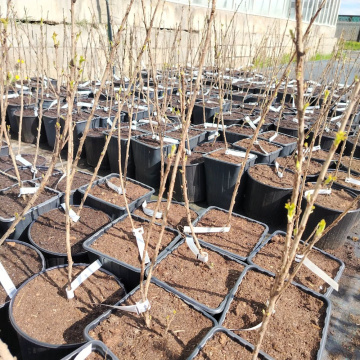 Стандарт поставки 2 Смородина белая Баяна (горшок 5л)