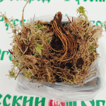 Стандарт поставки 9 Земляника Кабрилло