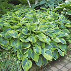 Хоста Токудама Флавоцирциналис (горшок 2л)