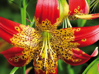 Lily Fusion