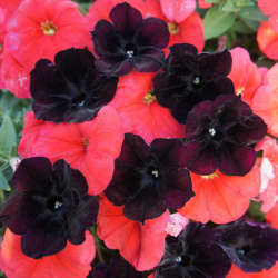 Petunia Grandiflora F1 Vladimír Cross, mix